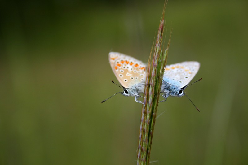 IMG_1570 - Copie - Copie (2) [800x600].JPG