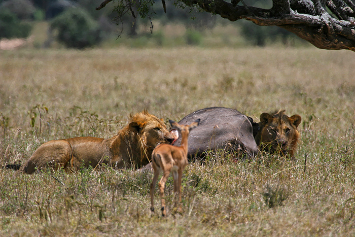 Lions-et-Gazelle.jpg