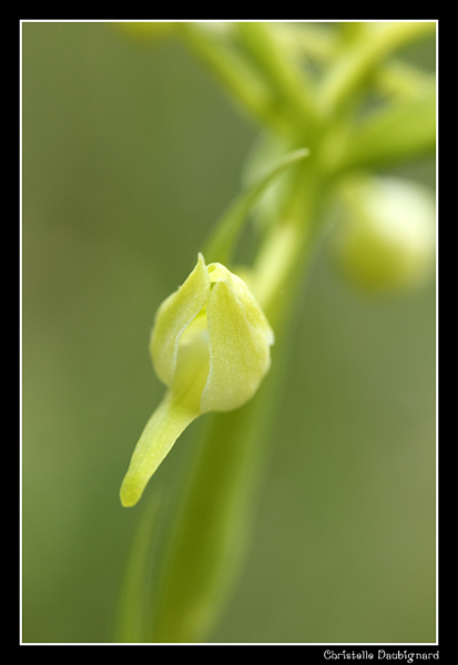 platanthere verdatre.jpg
