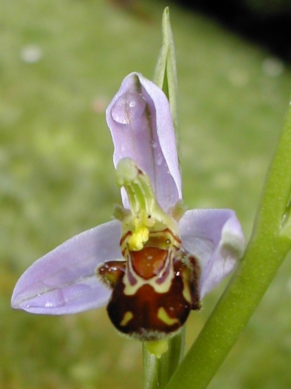 Orchidée-S_05.JPG