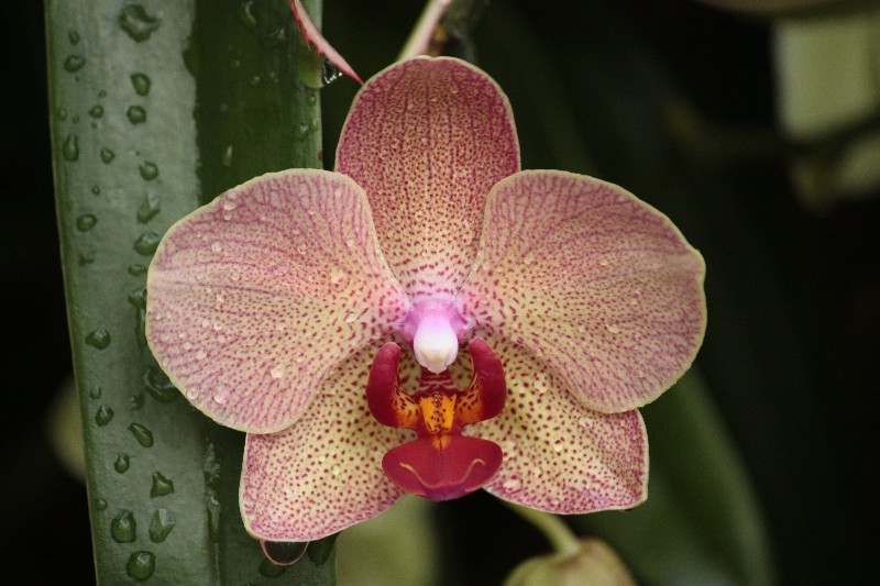Phoenix_Orchidée-C_23.JPG