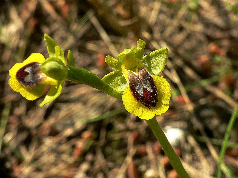 Orchidee02.jpg