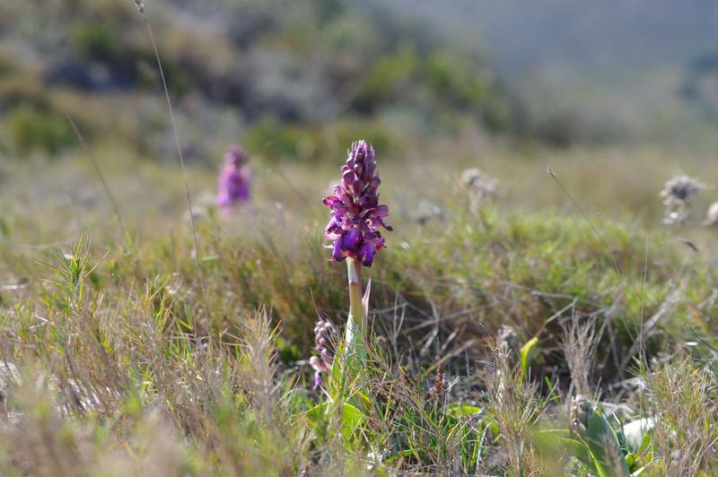himantoglossum robertianum 1.jpg