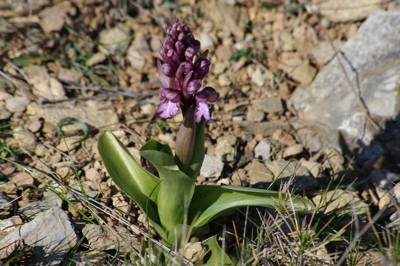 himantoglossum robertianum 2.jpg