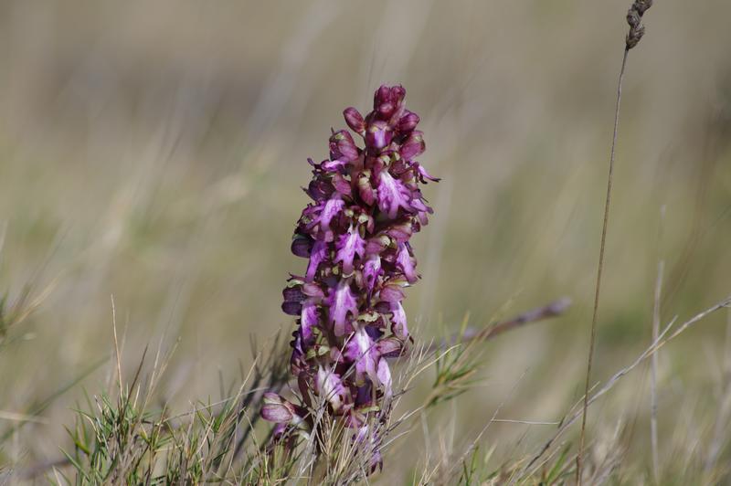 himantoglossum robertianum 3.jpg