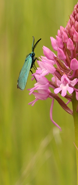 Anacamptis pyramidalis.jpg
