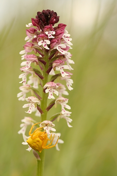 Orchis ustulata.jpg