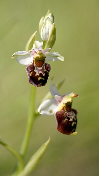 Ophrys fuciflora.jpg