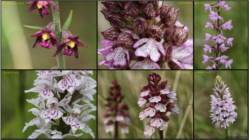 familles-des-Orchidacées.jpg