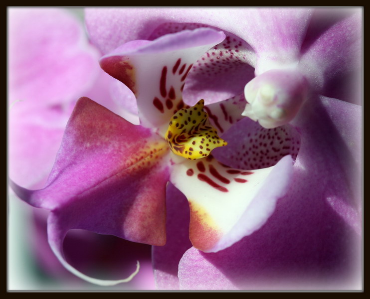 orchidee Image et Nature.jpg