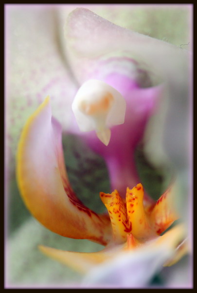 Image et Nature.jpg