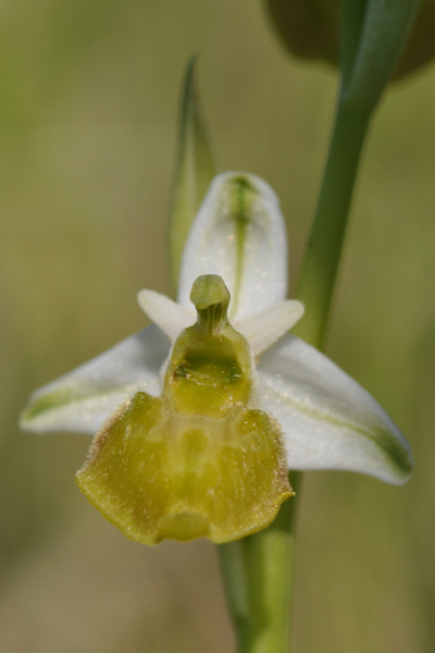 ophrys bourdon hypochrome.jpg