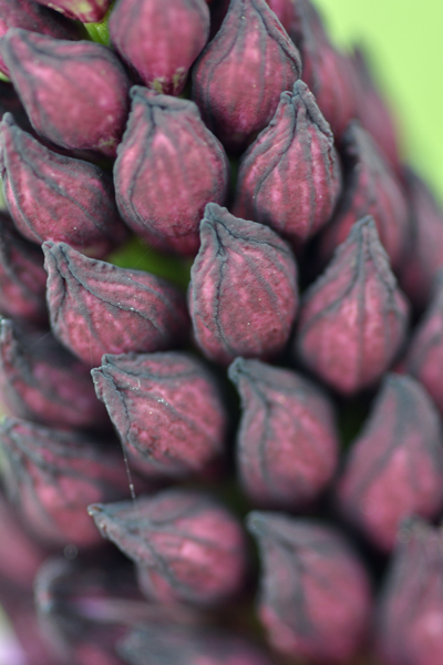 orchis pourpre.jpg