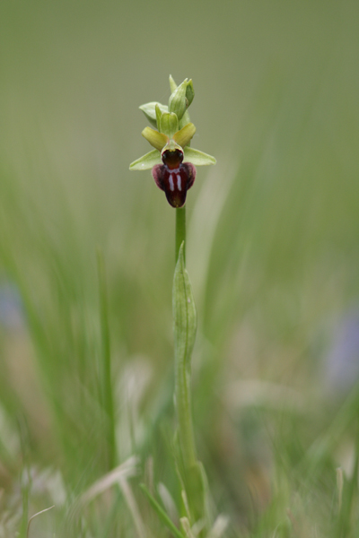 Ophrys araignée Puiselet.jpg