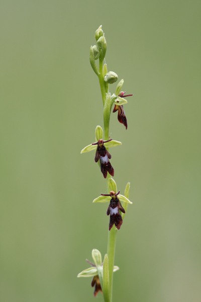 Ophrys mouche Puiselet1.jpg