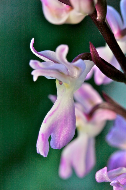 orchis canariensis 037.jpg