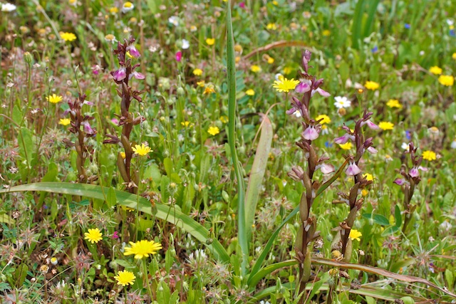 orchis collina 036.jpg
