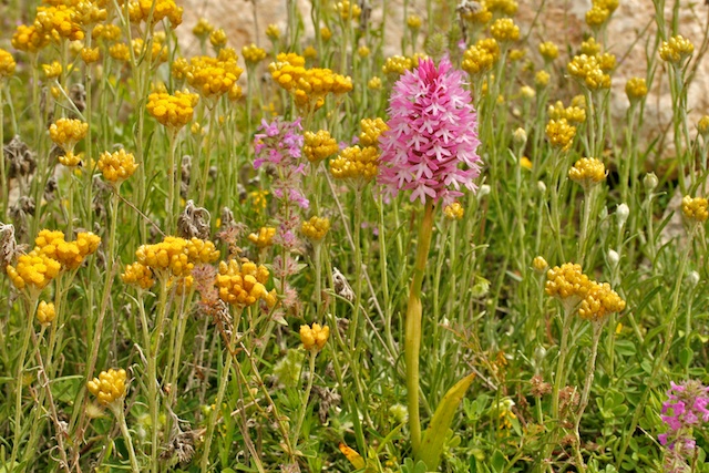 orchis pyramidal 035.jpg