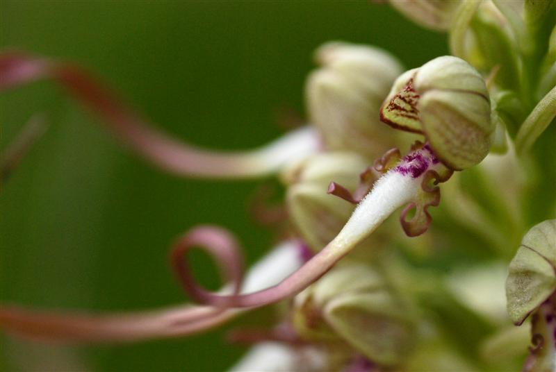 Orchis bouc.jpg