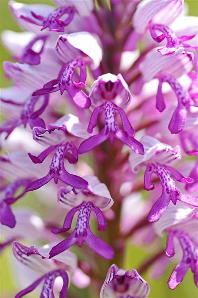 Orchis militaire.jpg