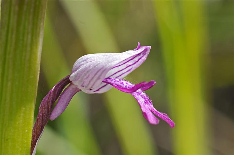 Orchis militaire (détail).jpg