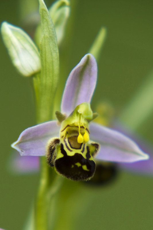ophrys abeille 2bis IN.jpg