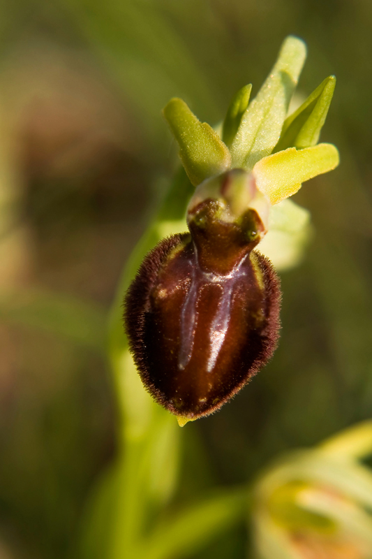 ophrys araignée IN.jpg