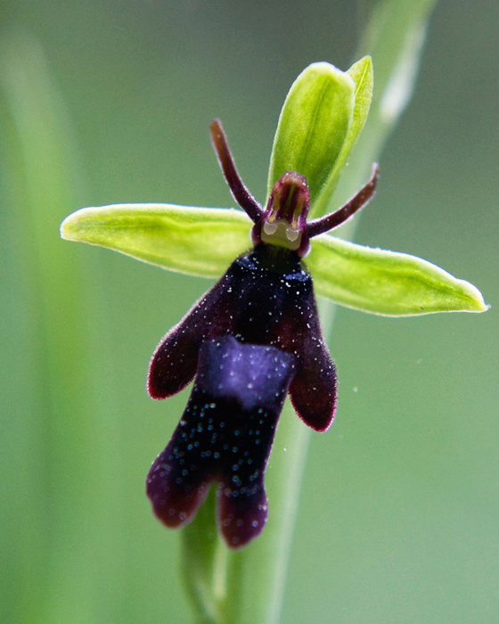 ophrys mouche IN.jpg