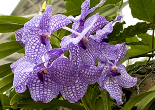 DSCN0661 jardins du monde Royan I-N.jpg