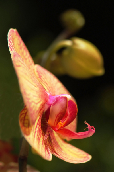 orchidée 1.jpg