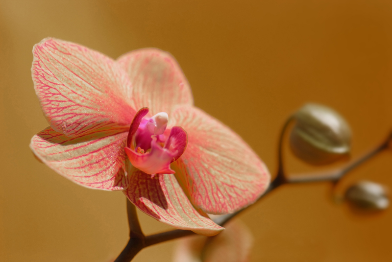 orchidée 2.jpg