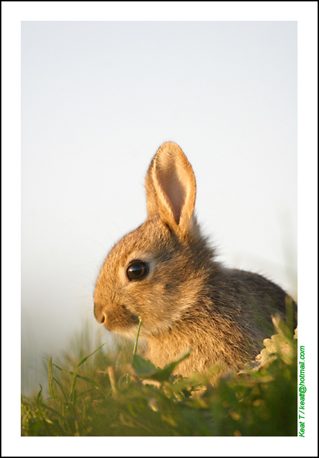 Lapin-08.jpg
