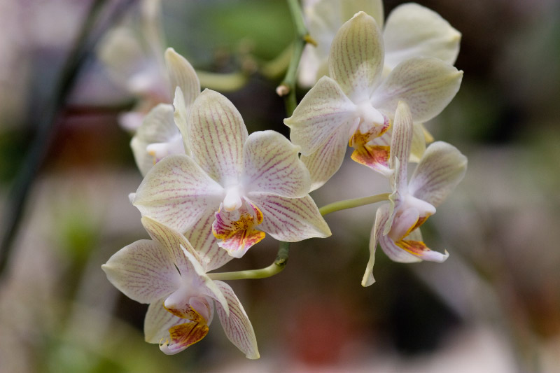 orchid01-1.jpg