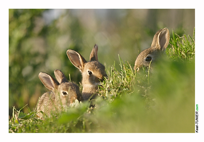 Lapin-06.jpg