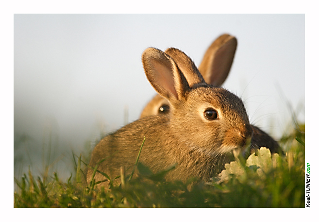 Lapin-09.jpg