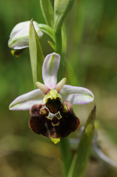 Ophrys.jpg