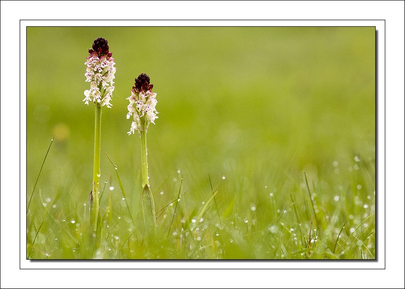 101405Orchis brulée4bis.jpg