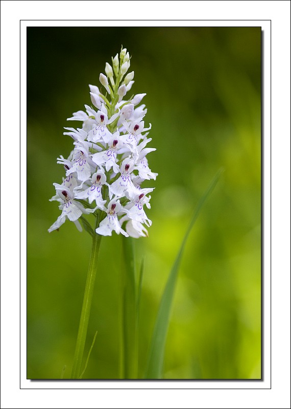 orchis de fuchs.JPG