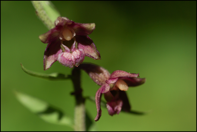 Epipactis atrorubens.jpg