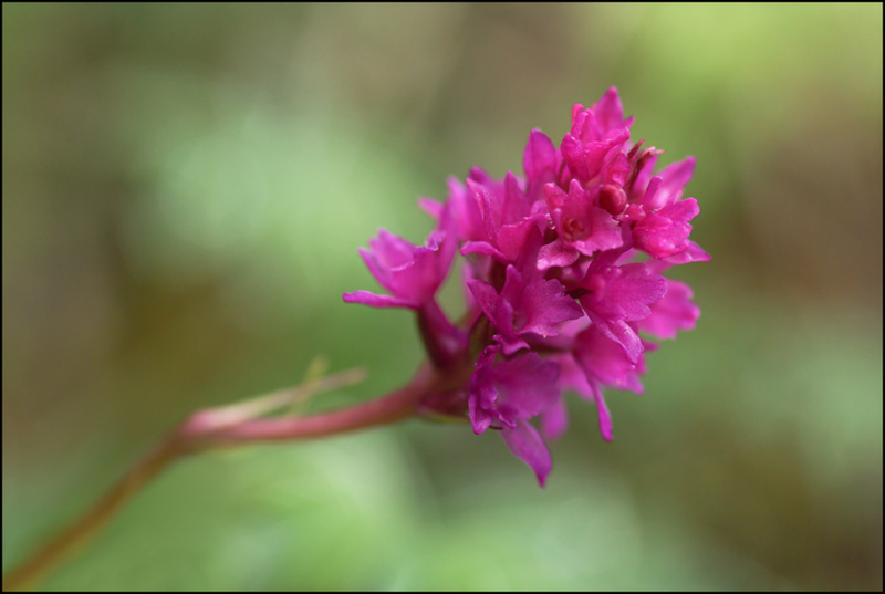 Gymnadenia rhellicani X gymnadenia conopsea.jpg