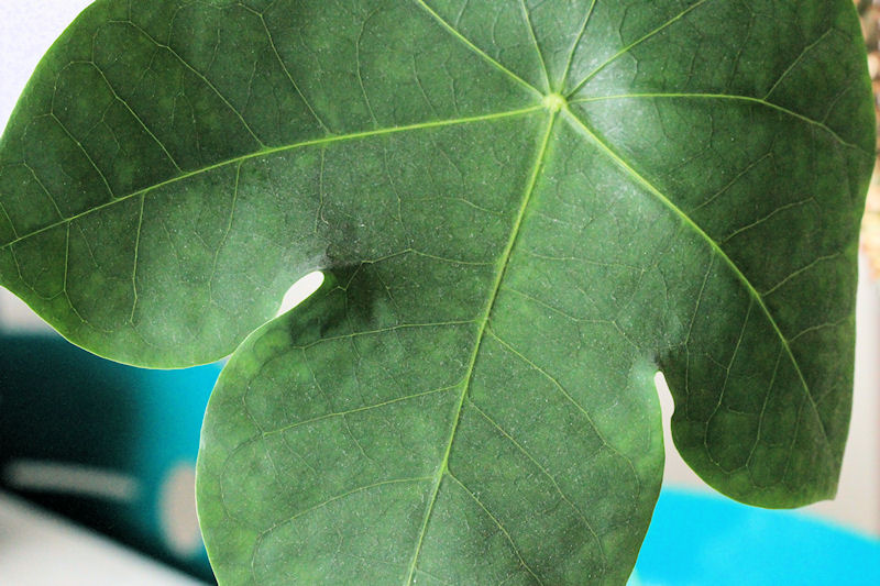 Fleur à identifier 3.jpg