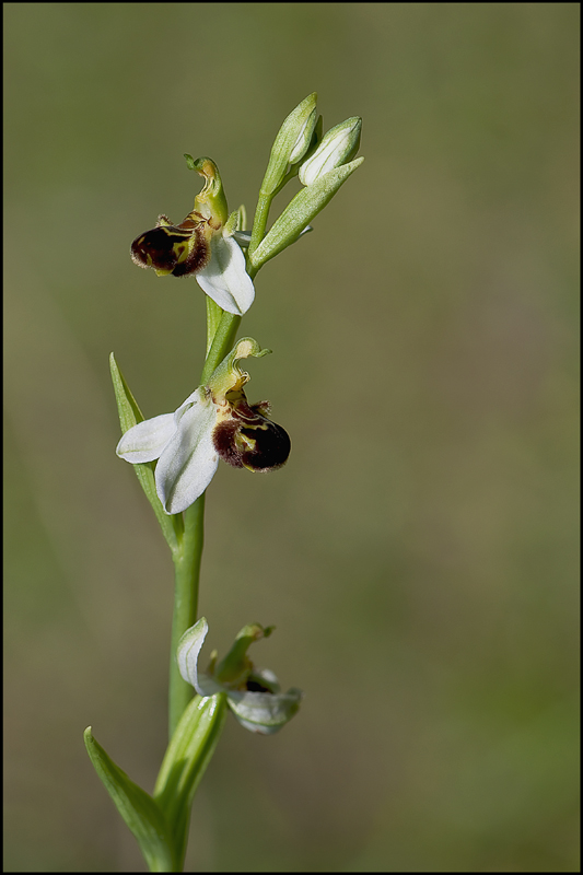 Orchidée-5.jpg