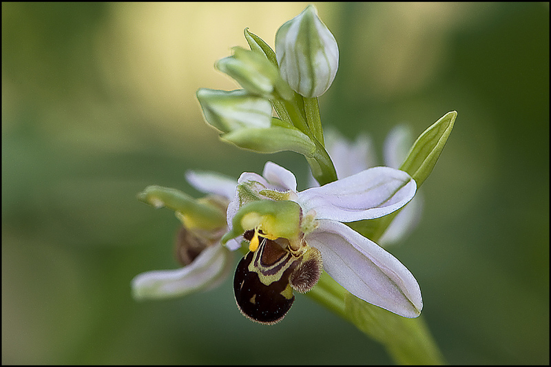orchis abeille 3.jpg