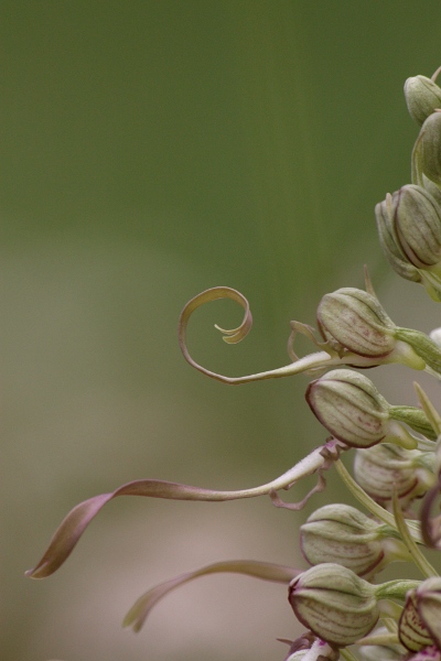 himantoglossum_hircinum.jpg