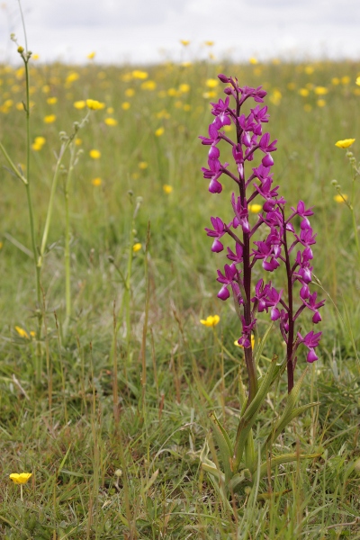 orchis_laxiflora.jpg