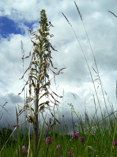 himantoglossum_hircinum_cj.JPG