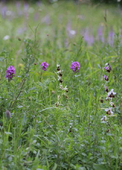 'orchidées 1.jpg