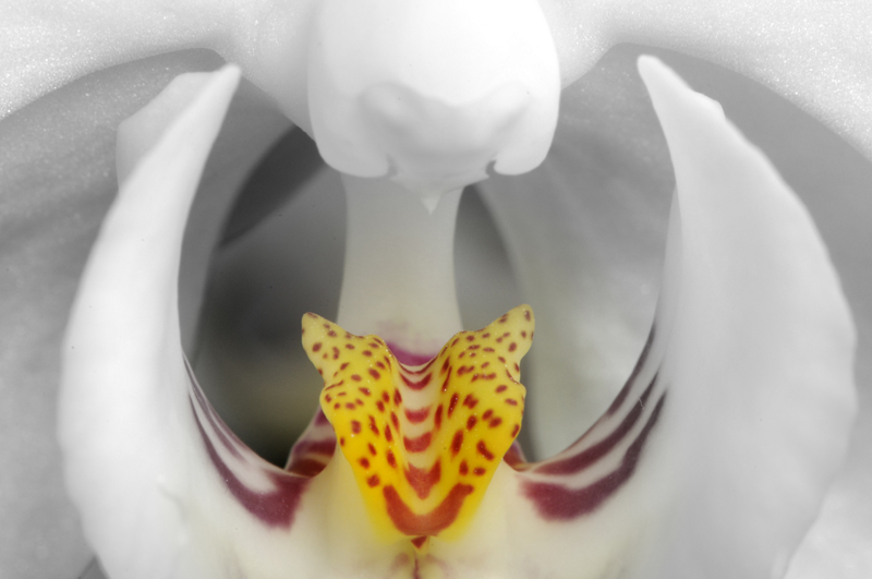 Orchidée03.jpg