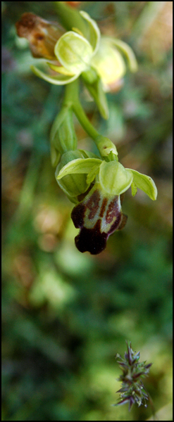 Ophrys lupercalis_2_forum.jpg