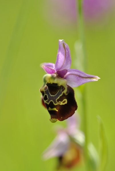 Ophrys abeille pelouse calcaire de Romont 001.jpg